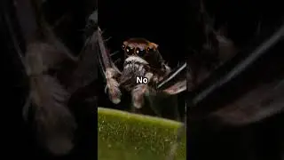 Top 5 Smartest Insects in the World 🧠🐜 | You&rsquo;ll Be Shocked by #1! #shortsfeed #shorts