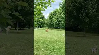 Happy Three - Dogs And Puppies #Shorts
