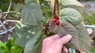 Early Summer Vegetable Garden Tour 2022 - Episode 14
