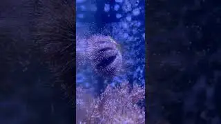 Tuxedo Urchin feeding in the flow! #aquarium #fishtank #marinetank #saltwater #urchin #fish