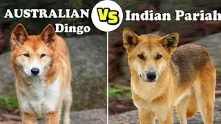 Australian Dingo Vs Indian Pariah Dog | Dingo Vs Desi Kutta