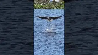 Great Blue Heron Flying Fish Dive and Catch!