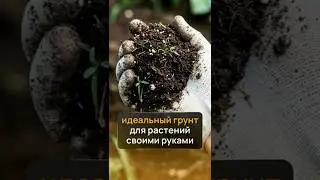 5 добавок, которые спасут ваши растения! #сад #садовничество #огород