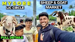 Mysore Lic Circle Sheep Market 2025🐑