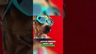 Chiweenie Dogs: Small But Super Energetic!