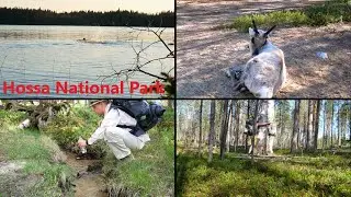 Hiking in Hossa National Park, Suomussalmi, Finland - trails on eskers and local 'wildlife'.