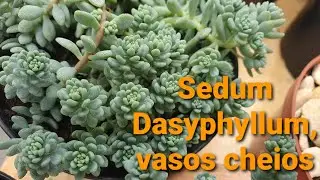 Sedum dasyphyllum, #sedum Voodoo, #sedum Blue Carpet, como cultivar, várias dicas para encher vasos.