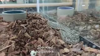 Visitando una tienda de reptiles en U.S.A. - Jaws & Claws