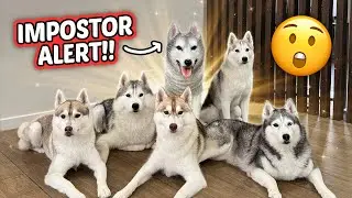 PRANKING our 7 Huskies with GIANT Husky Statue!