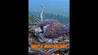 Mutterliebe ist gro&szlig;artig, auch Tiere sind da keine Ausnahme! #tier #tiere #animals
