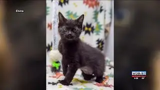 Pet Talk: Black Cat Myths
