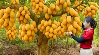 Harvesting Giant Golden Mango Plum & Go To Market Sell | Rare Fruit For The Super Rich