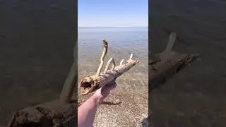 This driftwood looks like the lochness monster
