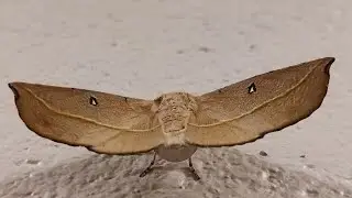 Moths in Australia 14