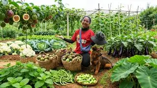 Harvest Farm Produce: Passion Fruit, Cauliflower, Yardlong Beans To Sell At Market &ndash; Cook With Them