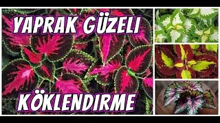 YAPRAK GÜZELİ KÖKLENDİRME ve BAKIM BİLGİLERİ