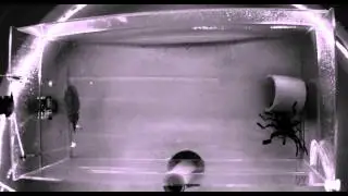 Cuttle Shuttle Clip: Ender, Day 10, Catch 02