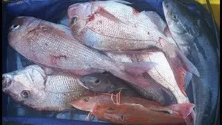 SharkerZ Fishing Videos - 17th June 2017