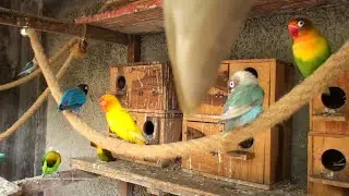 Lovebirds Aviary (Fischer & Personata) - Sunday, May 16th 2021