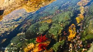 Tide pool timelapse