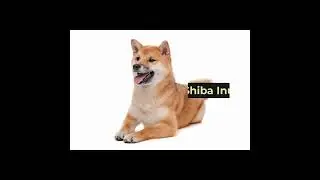 4 Popular Asian Dog Breeds You'll Love! | Doggy Blogger