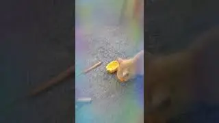abang meow juslie suka makan buah lama tak makan buah sekali dia makan habis sebijik