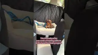 How to get my dog to ride in the car calmly? K9BS can help you! #bringfido #doglife #dog-travel