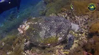 Bali Underwater Life by Bali Breizh Divers