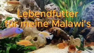 Lebendfutter f&uuml;r meine Malawi's