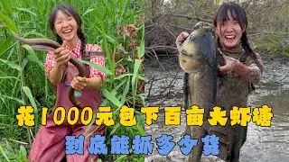 幺妹花1000元包下百亩大虾塘，到底能抓多少货能否成功上岸？