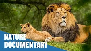 Top Animal Super Senses: Nature's Greatest Predators Revealed | Nature Documentary