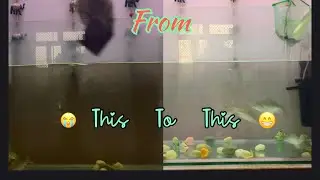 Clearing fish task after a month 😳 first video ❤️. #fishtankideas #fishtankmaintenance 