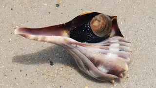 Lightning Whelk
