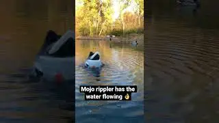 Mojo rippler moves rhe water👌 #shorts #short #viral #waterfowl #butt #mojo #mallard #iowa