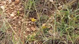 Clouded Yellow butterflies, Dordogne, France   August 2011