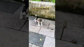 beagle sale|beagle male and female puppy available|beagle puppies for sale|beagle puppies cheapest|