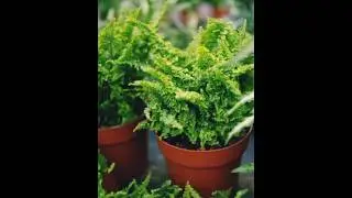 ഫെണുകളിൽ ഏററവും ഭംഗി ഇതിനല്ലേ🥰Cotton Candy Fern💚 #nature #ferns #indoor