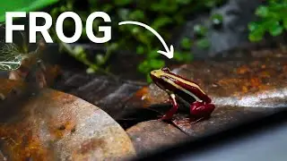 My Poison Dart Frogs (Epipedobates anthonyi 