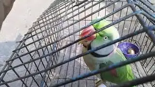 Ama mitu kipari Maa Maa dakuchhi dekhantu