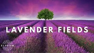 Endless Purple Lavender Fields in Bloom /  Intimate Close-Ups with Haunting Relaxing Music