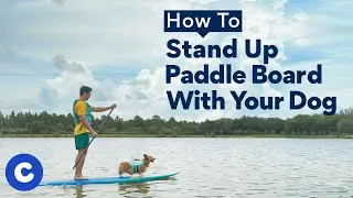 How To Stand Up Paddle Board (SUP) With Your Dog | Chewtorials