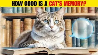 Amazing Cat Memory: How Much Do They Recall?