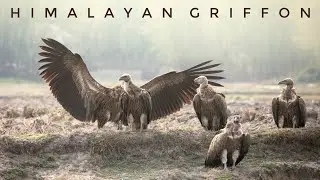 LAND OF THE HIMALAYAN GRIFFON VULTURE (Near Threatened)=  BIGGEST BIRD OF THE HIMALAYAS