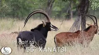 Sable Cow on auction