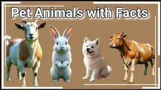Pet Animals with Facts 🐶🐱 | Learn Domestic Animals | Fun Kids Learning Video