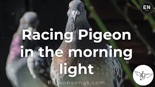 Racing pigeon in the morning light | PigeonSongs (EN)