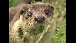 Выдра речная - Lutra lutra &ndash; Видра річкова - Eurasian otter