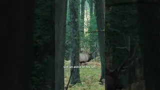 PA Elk encounter
