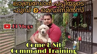 Labrador Puppy Basic Training, Food & Medicines/Come & Sit Command/J3 Vlogs/Ep#01