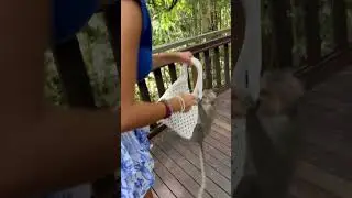 Monkey Attempts to Steal Girl's Bag